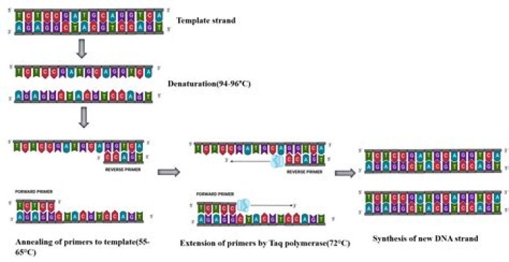In vitro amplification of dna segment is called?