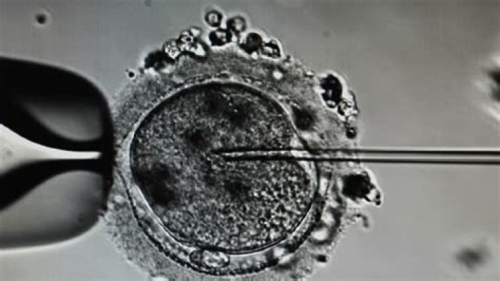 In vitro fertilization embryologist?