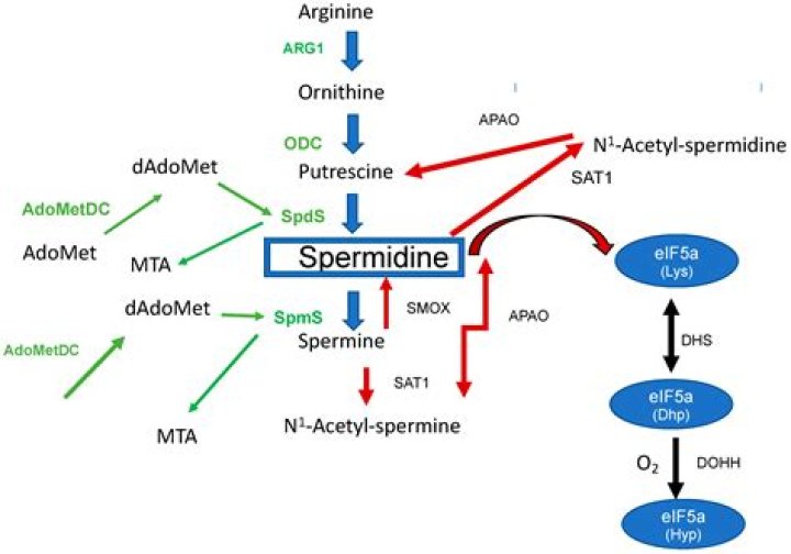 In vitro transcription spermidine?