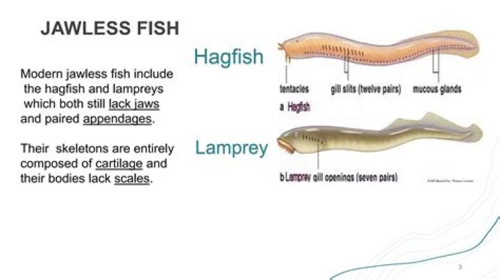 In what group are lampreys and hagfish found and why?