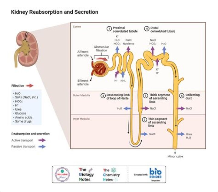 In what section(s) of the kidney is the urine formed?