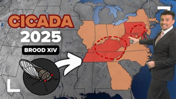 In what states will the cicadas be in 2021?