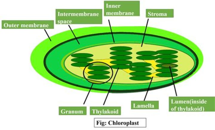 In which organelle does photosynthesis occur?