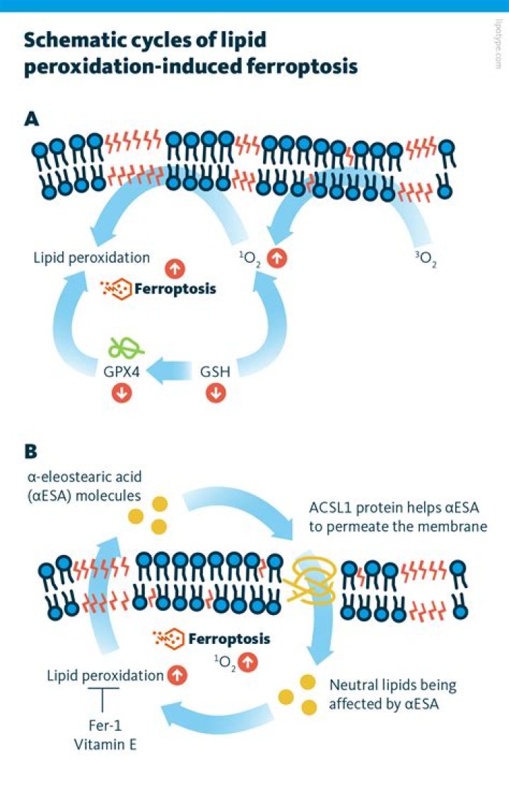 Increase in lipid peroxidation of membranes?