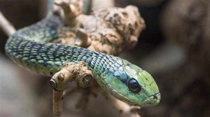 Is a boomslang poisonous?