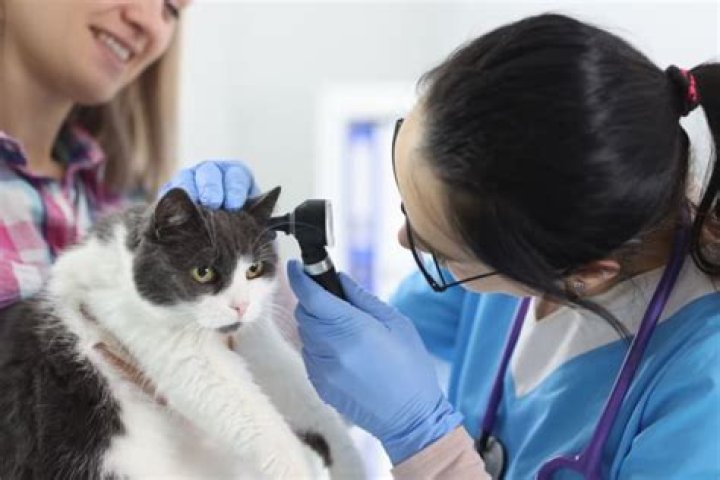 Is a cat ear hematoma an emergency?