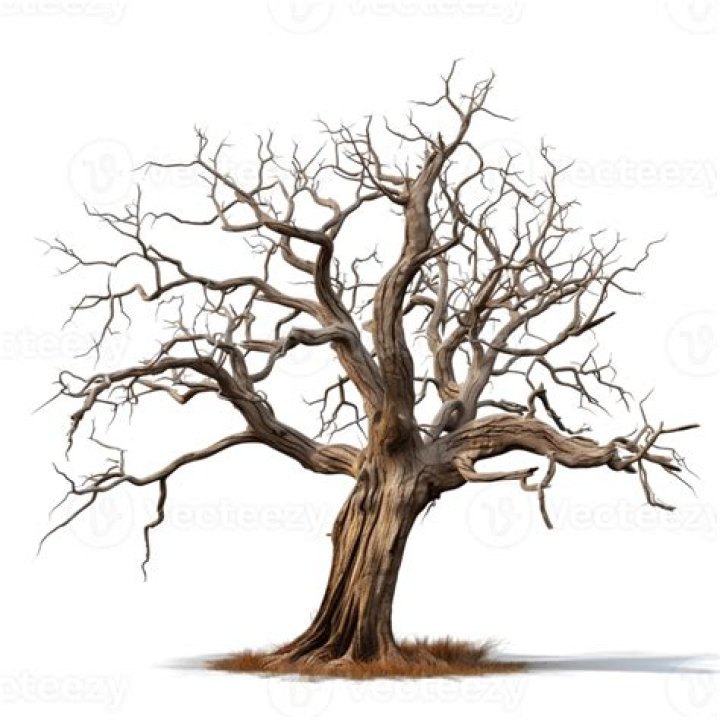 Is a dead tree ready to burn?
