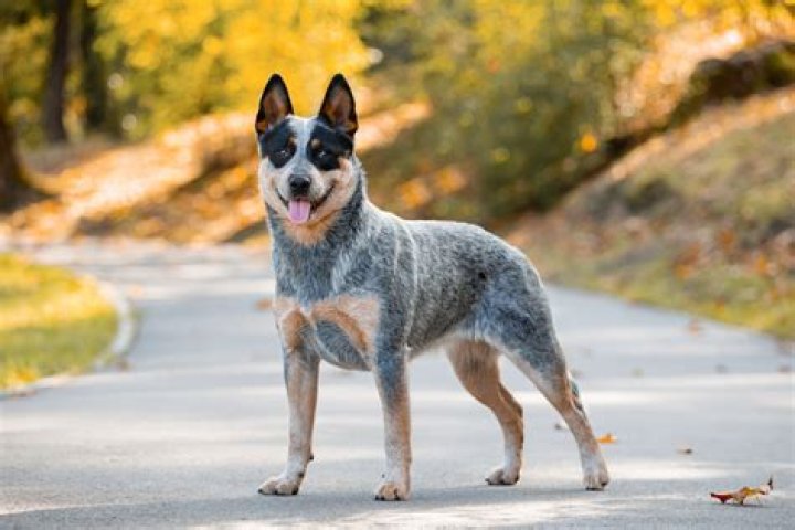 Is a kelpie a cattle dog?