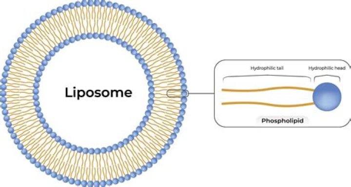 Is a micelle a liposome?