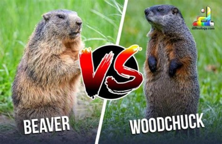 Is a woodchuck a beaver?