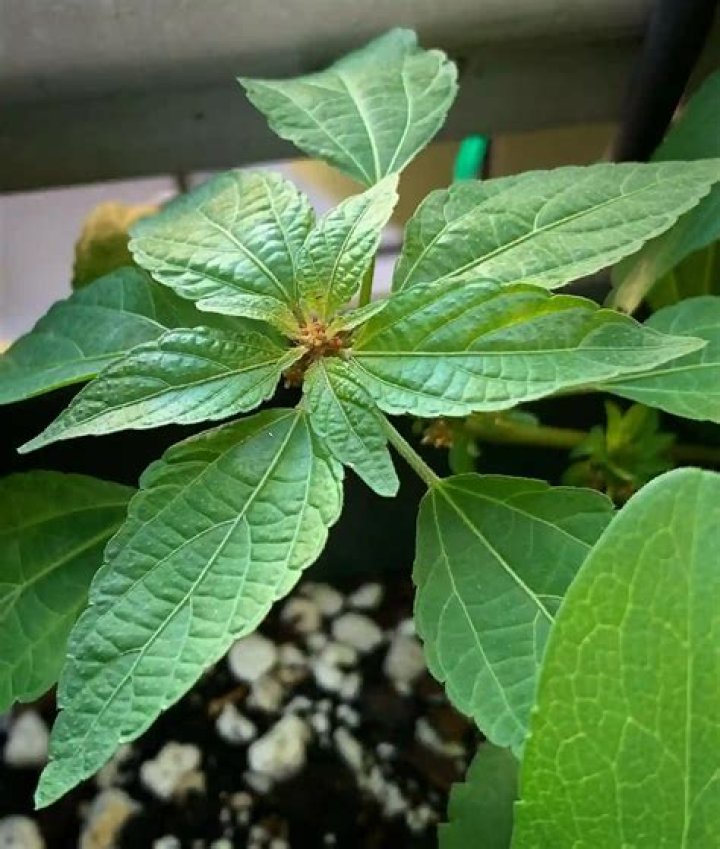 Is acalypha rhomboidea a weed?