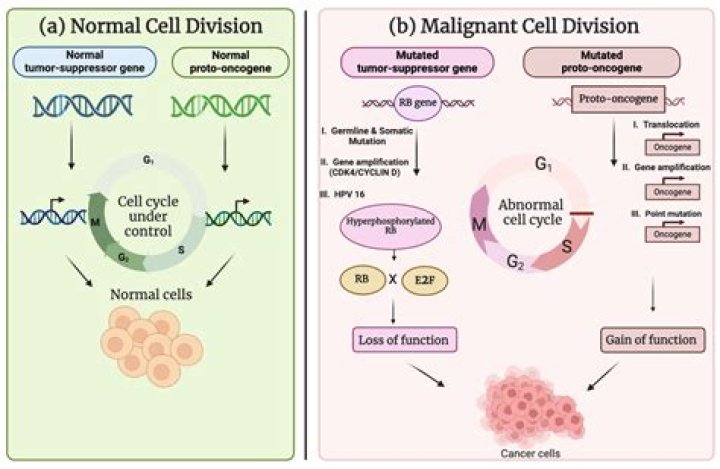 Is alk an oncogene?