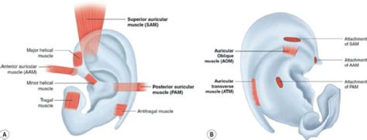 Is auricular medicine real?