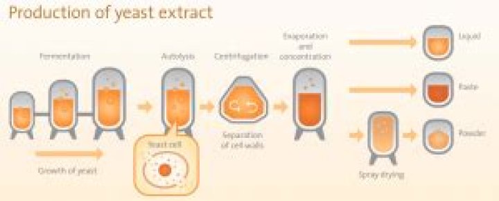 Is autolyzed yeast extract the same as msg?
