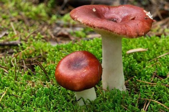 Is bolete eater edible?
