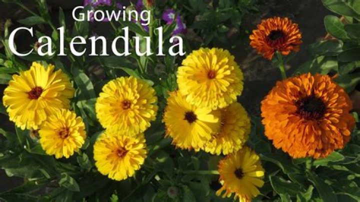 Is calendula officinalis perennial?