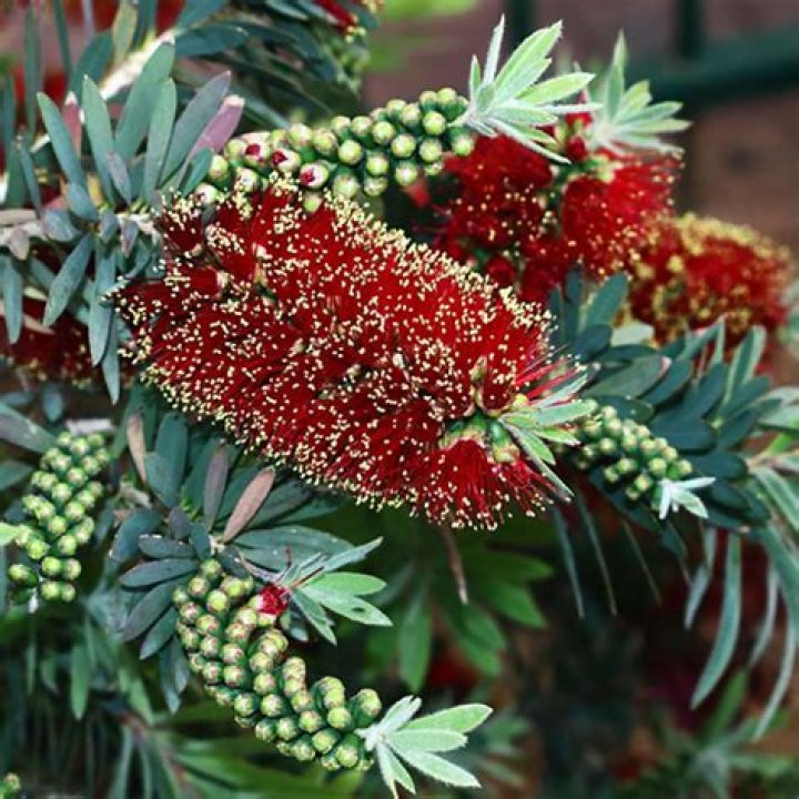 Is callistemon native to australia?