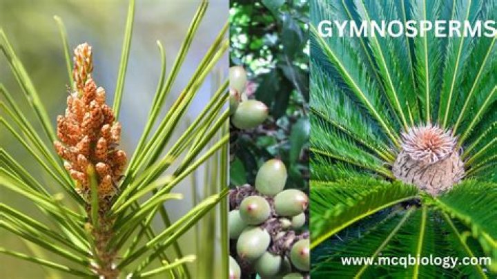 Is cedrus a gymnosperm?