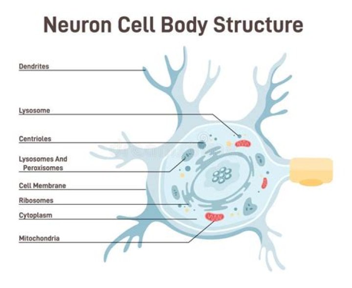 Is cell body a neuron?
