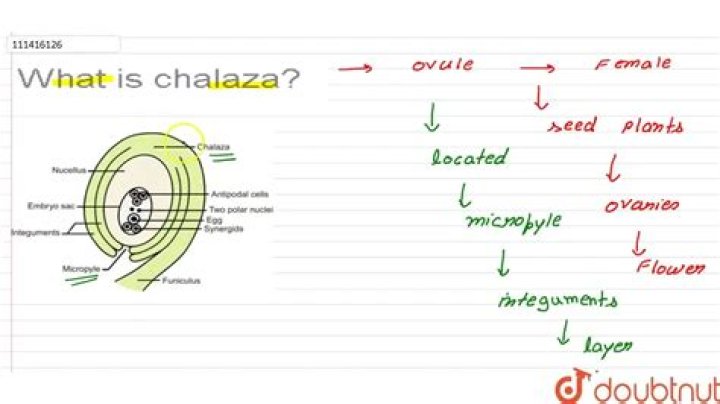 Is chalaza a word?