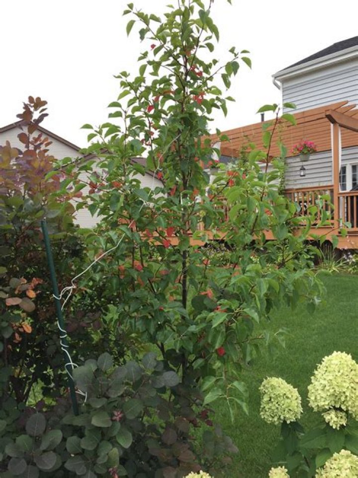 Is chanticleer pear invasive?