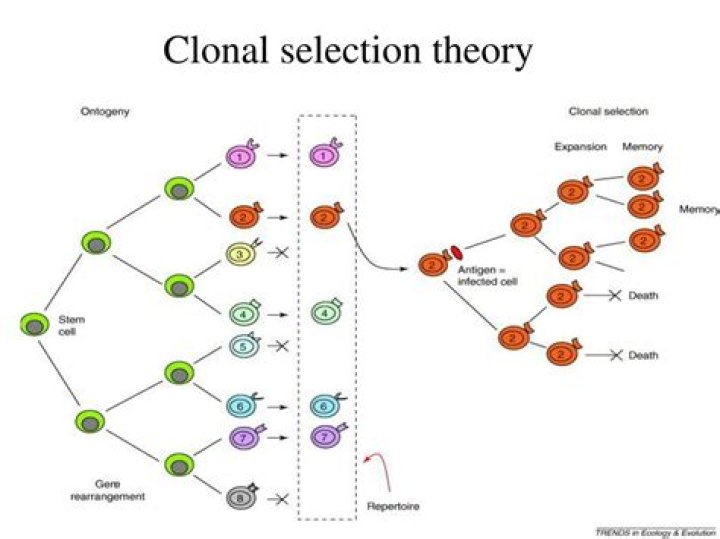 Is clonal selection theory?