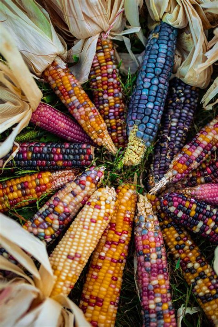 Is colored corn edible?