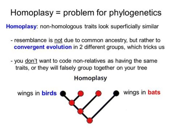 Is convergent the same as homoplasy?