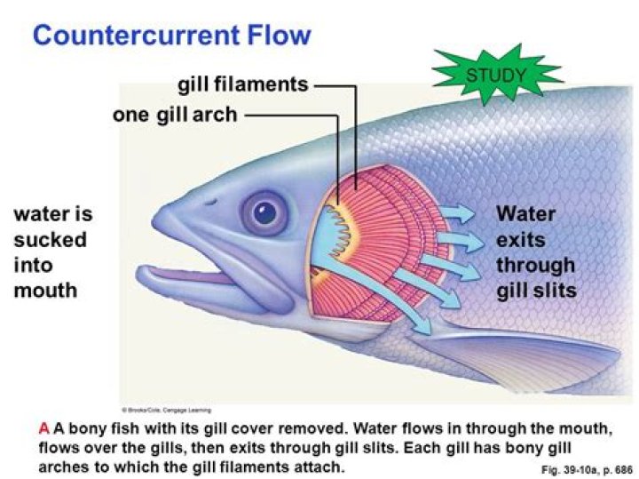 Is countercurrent respiration found in fishes?