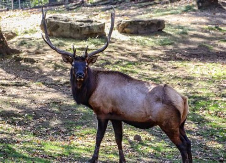 Is dreher park zoo open?
