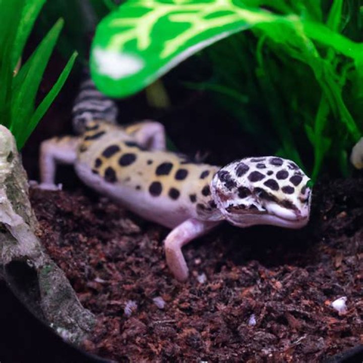 Is eco earth good for leopard geckos?
