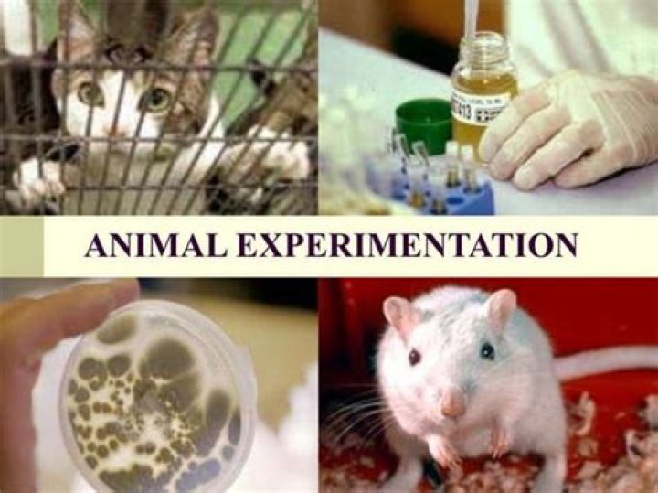 Is experimenting on animals cruel?