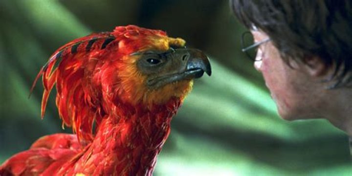 Is fawkes a female harry potter?