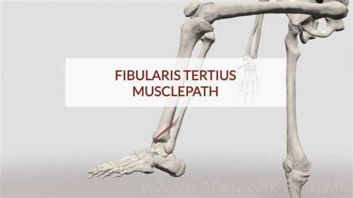 Is fibularis tertius muscle?