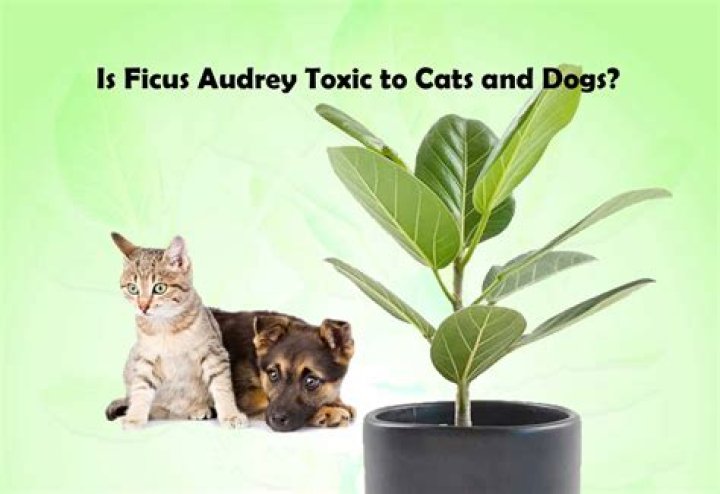 Is ficus alii toxic to dogs?