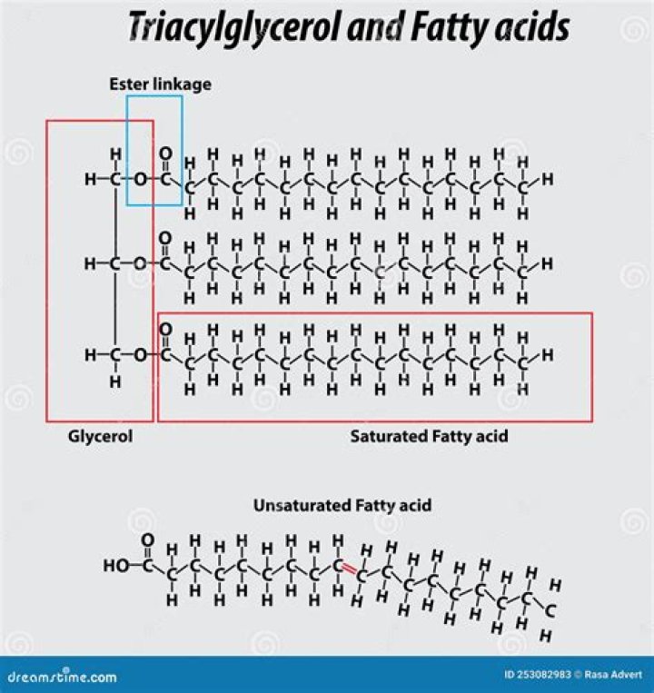 Is glycerol a fat?