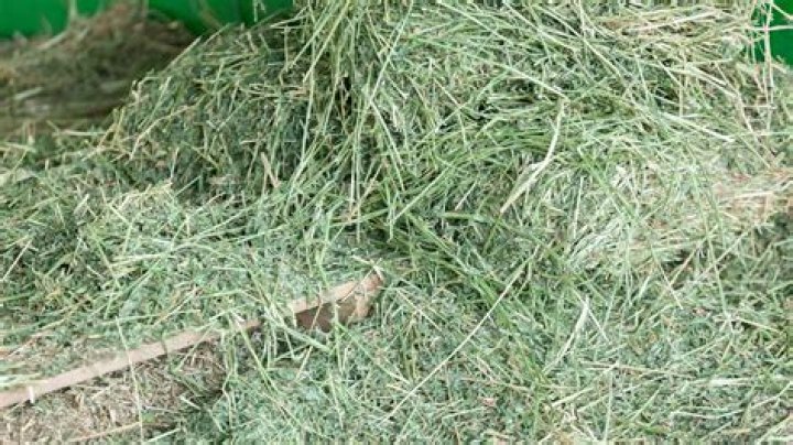 Is grass hay good for horses?