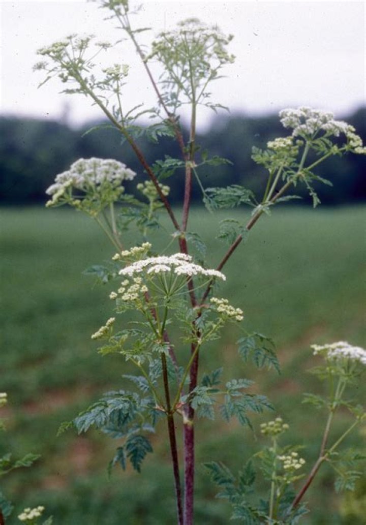 Is hemlock tree poisonous?