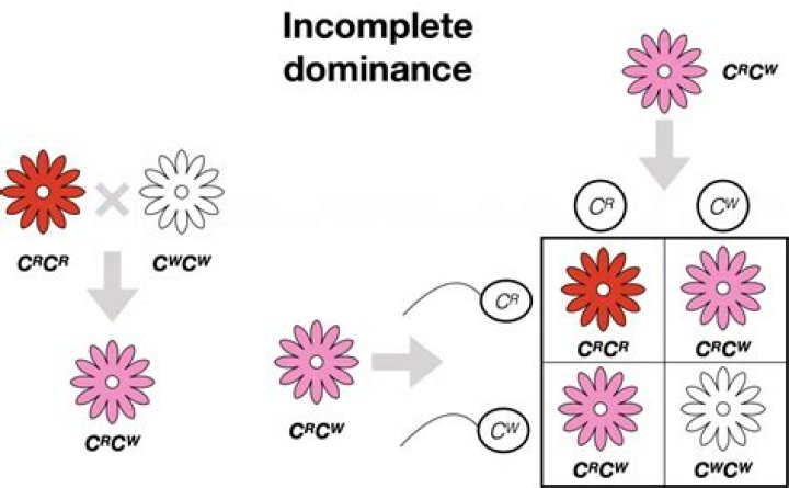 Is incomplete dominance found in pisum sativum?