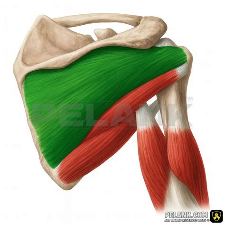 Is infraspinatus and external rotator?