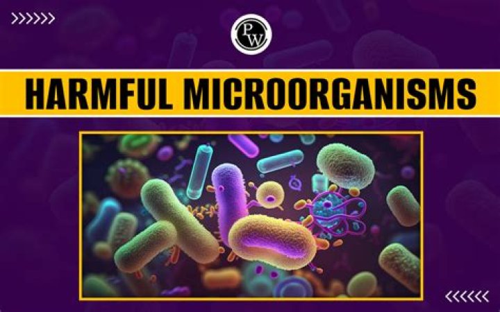 Is lime harmful to humans?