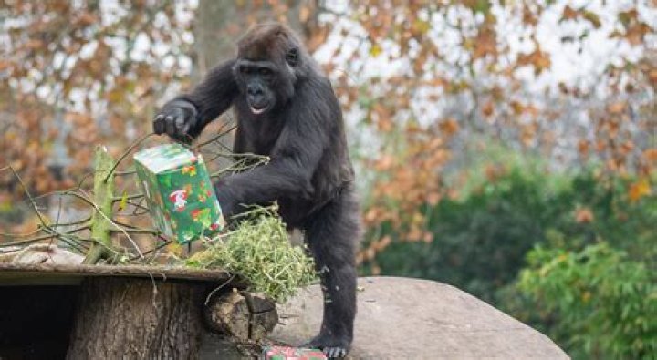 Is london zoo open?