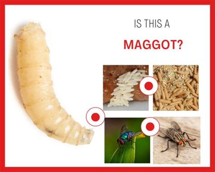 Is maggot a bad word?