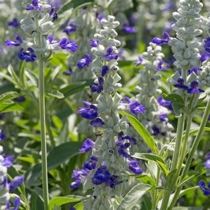 Is mealy cup sage edible?