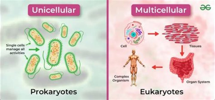 Is multicellularity a homologous trait?