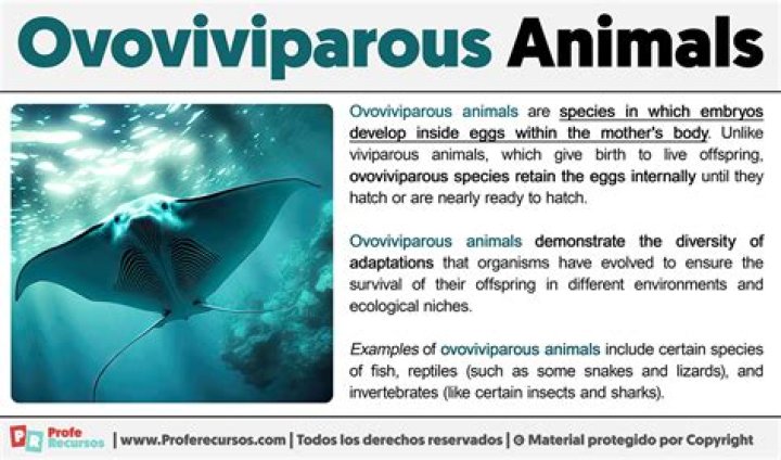 Is ovoviviparous a word?