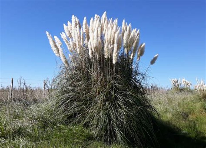Is pampas grass a sign of swinging?
