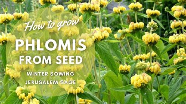 Is phlomis easy to grow from seed?