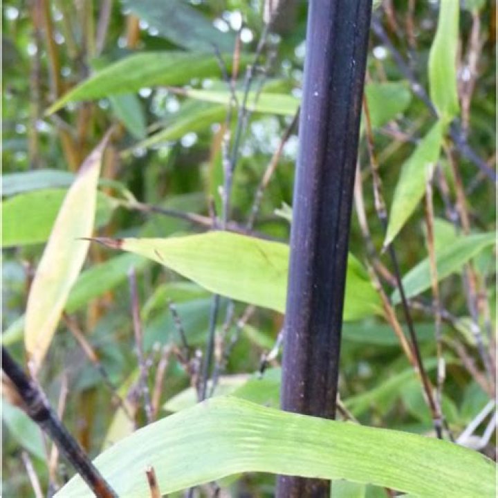 Is phyllostachys bissetii invasive?