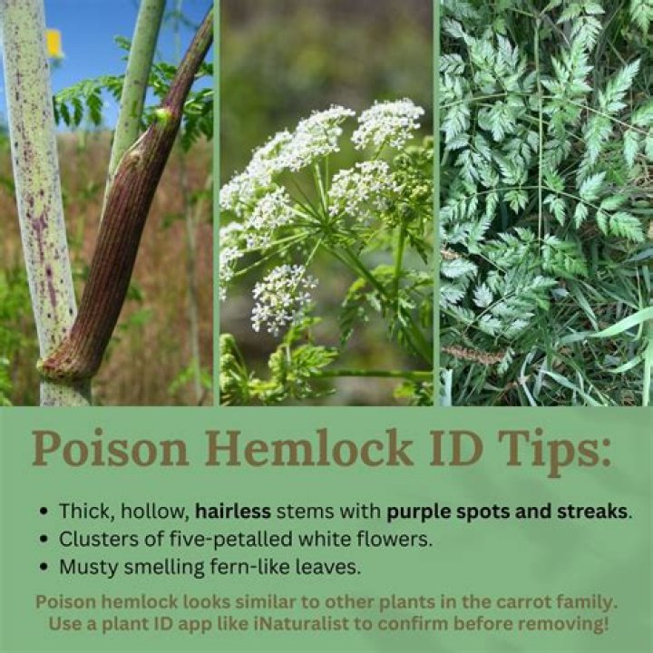 Is poison hemlock in pennsylvania?